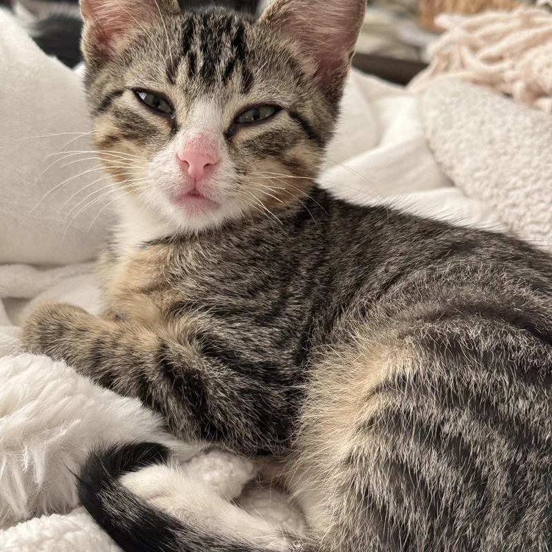 Hairy Potter thumbnail 3