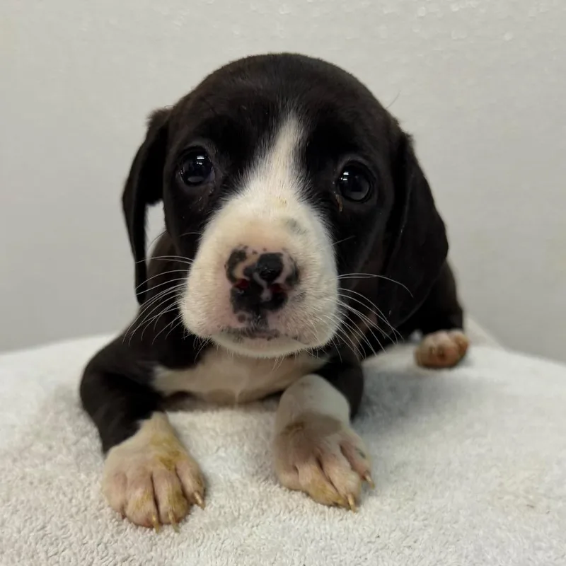 A baby medium-sized male Black Cavalier King Charles Spaniel dog named Bonnie for adoption in West Chester, PA