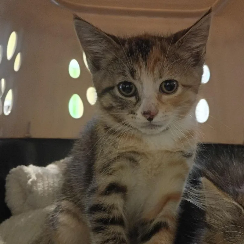 A baby small-sized female Torbie Domestic Short Hair cat named Soprano for adoption in Lynchburg, VA