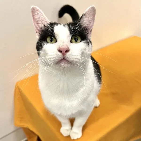 An adult small-sized male Domestic Short Hair cat named Panama for adoption in Walnut Creek, CA