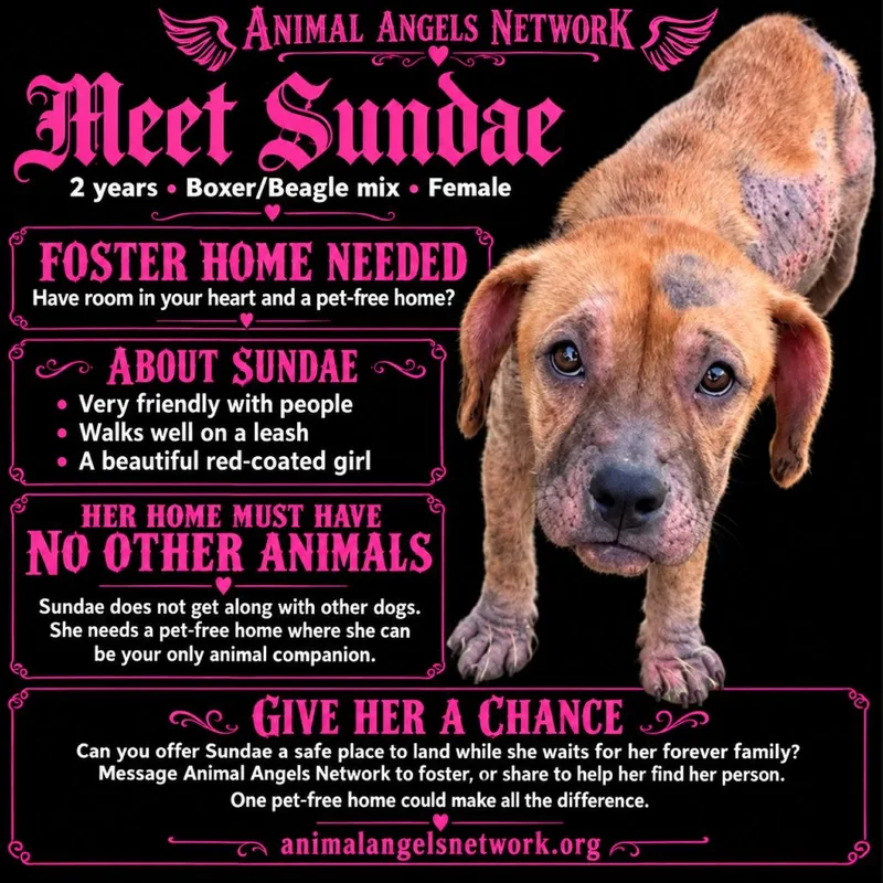 An adult small-sized female Boxer dog named Sundae for adoption in Rogersville, MO