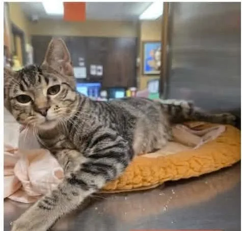 A baby medium-sized male Tabby (Gray / Blue / Silver) Tabby cat named Bam Bam for adoption in North Berwick, ME