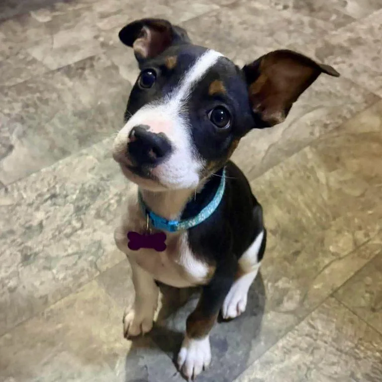 A baby medium-sized male Boston Terrier dog named Jax Walter for adoption in Hillsborough , NC