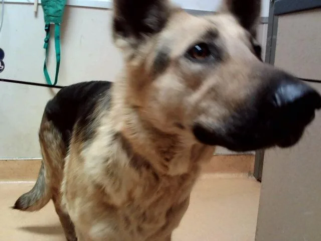 An adult large-sized female German Shepherd Dog dog named Georgia for adoption in Martinez, CA
