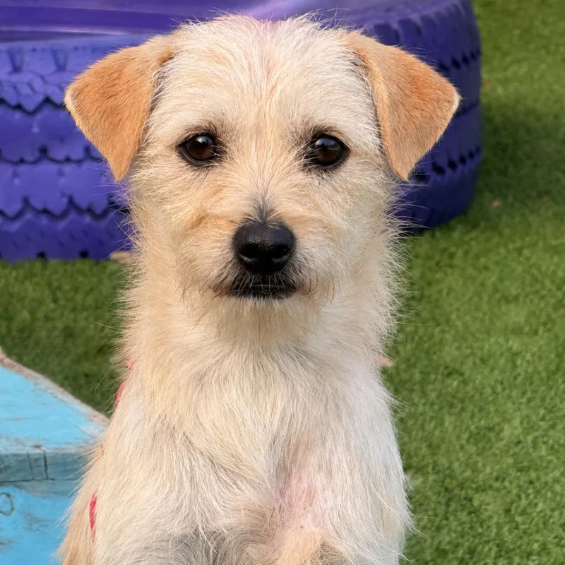 An adult small-sized male Terrier dog named Tanner for adoption in Hondo, TX