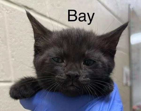 Bay
