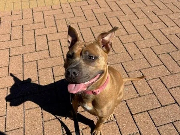 An adult large-sized female Pit Bull Terrier dog named Zara for adoption in Austin, TX