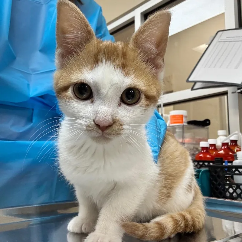 A baby small-sized female Orange / Red Domestic Short Hair cat named Macadamia for adoption in Birmingham, AL