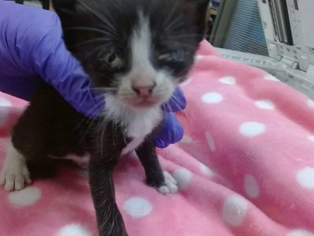 A baby small-sized male Domestic Short Hair cat named Bronz for adoption in Miami, FL