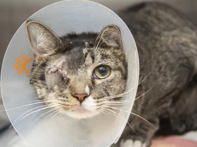 An adult medium-sized female Domestic Short Hair cat named Zaylin for adoption in Phoenix, AZ