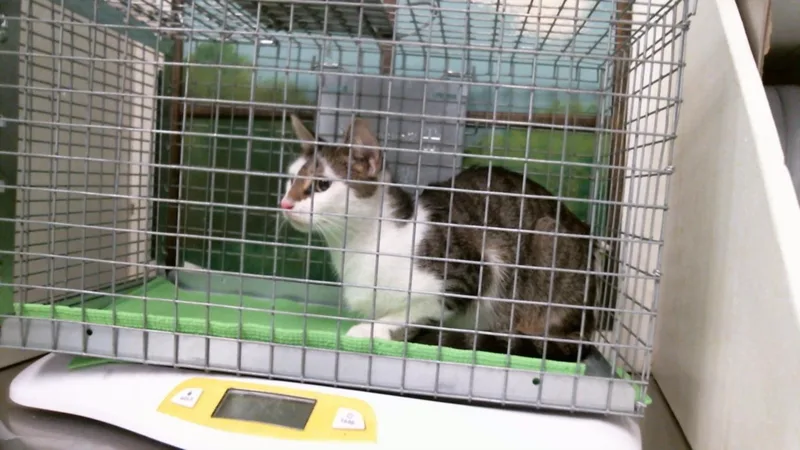 A young medium-sized female Domestic Short Hair cat named Peka for adoption in Houston, TX