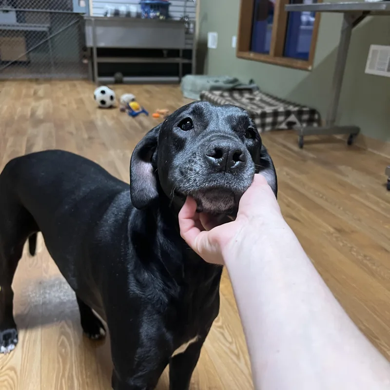 Rocky thumbnail 2