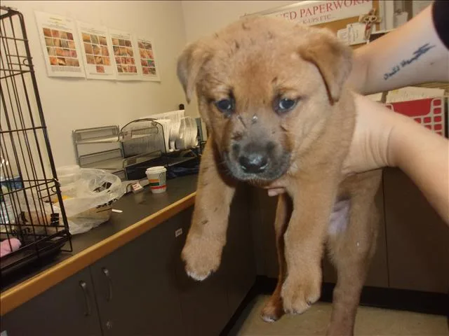 A baby small-sized male German Shepherd Dog dog named Sky for adoption in Van Nuys, CA