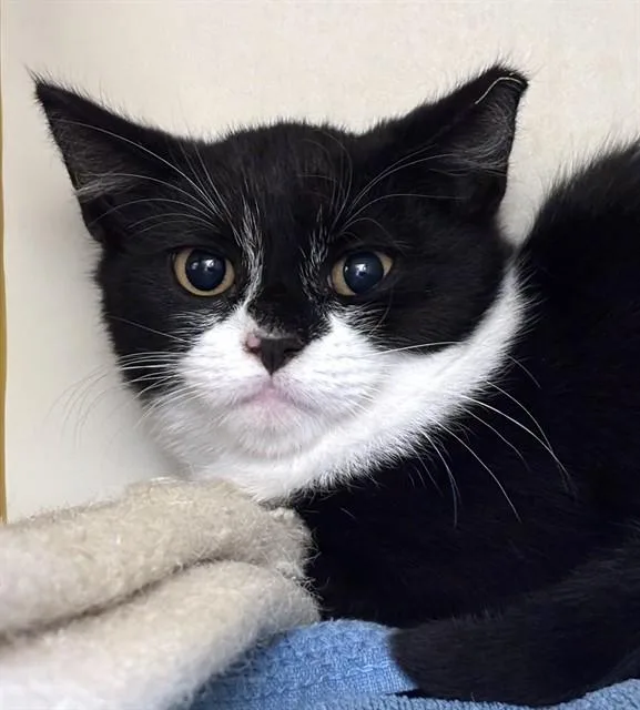 A baby medium-sized female Domestic Short Hair cat named Sweet Pea for adoption in Dedham, MA