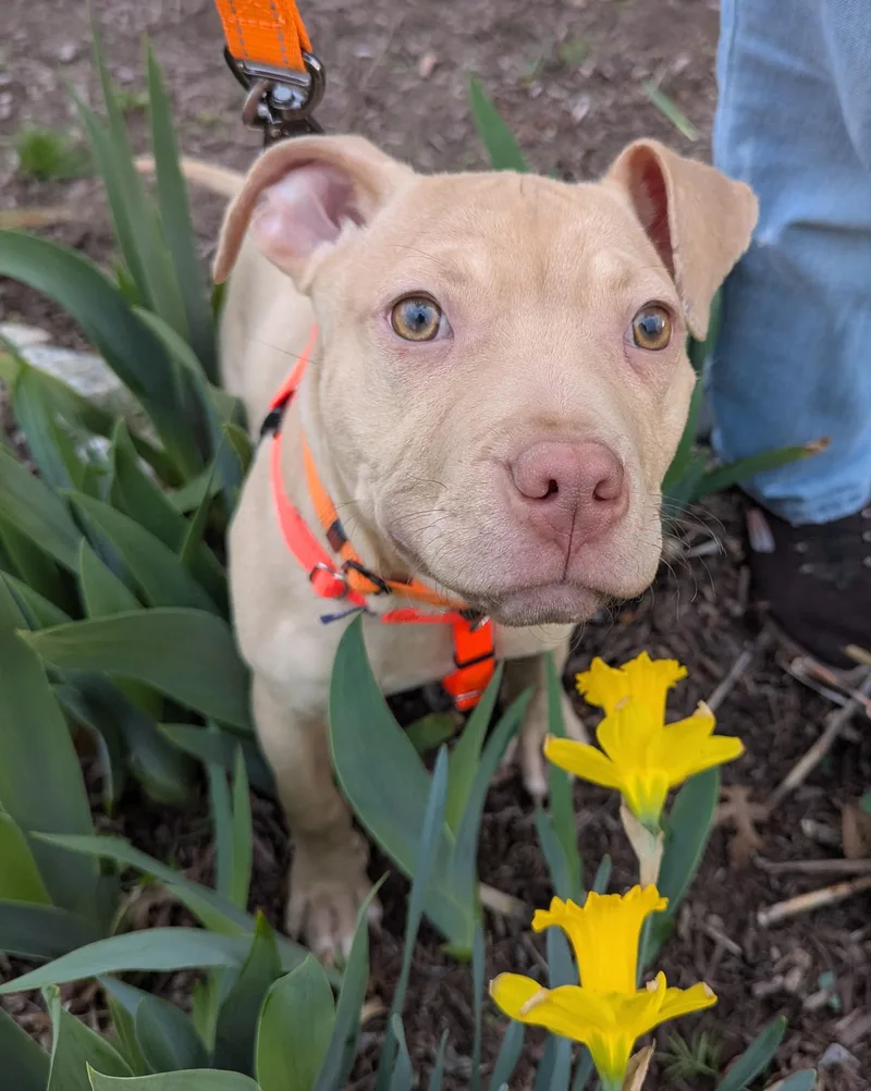 Buster Brown thumbnail 2