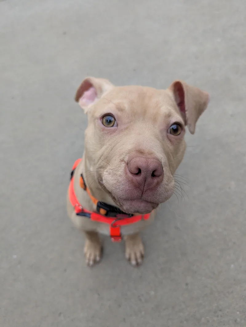 Buster Brown thumbnail 4