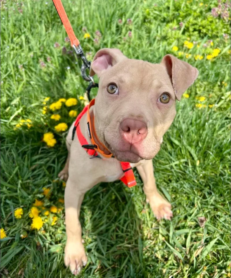 A baby small-sized male Yellow / Tan / Blond / Fawn Pit Bull Terrier dog named Buster Brown for adoption in Stratford, CT