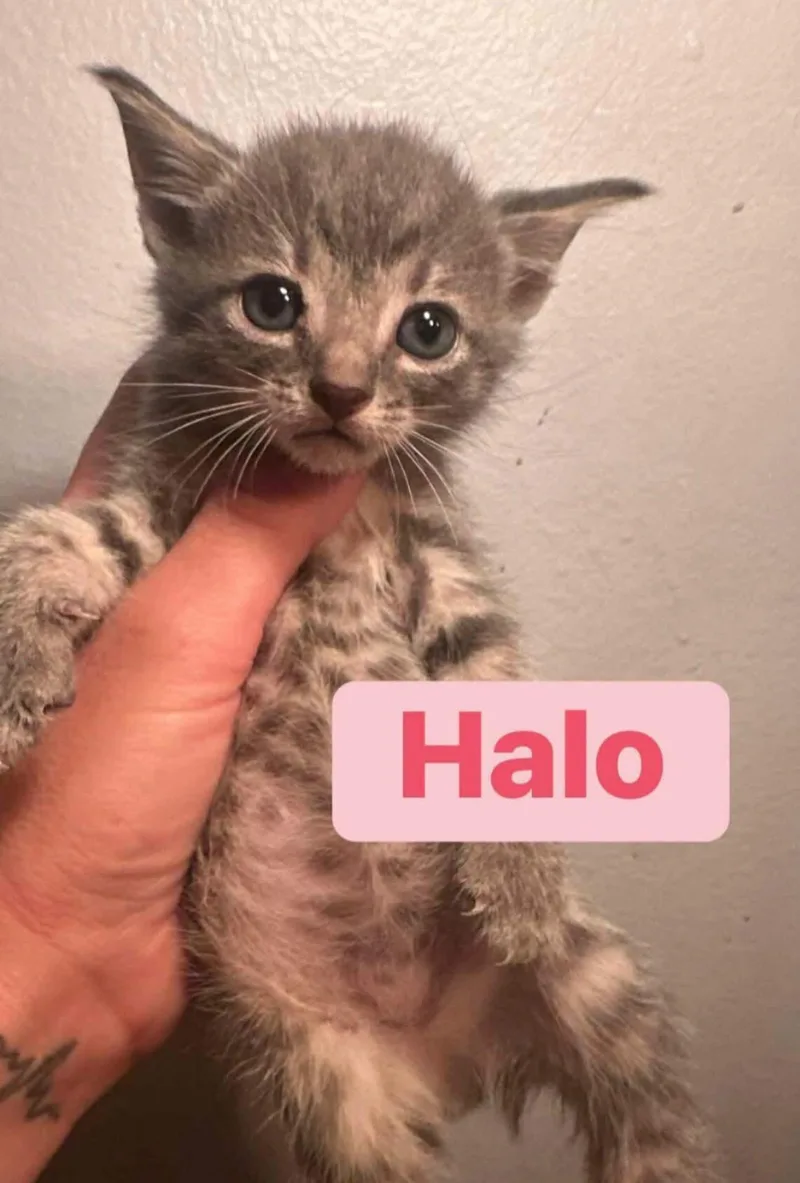 A baby medium-sized female American Shorthair cat named Halo for adoption in Melbourne , FL
