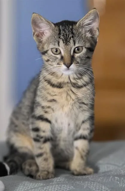 A baby medium-sized male Domestic Short Hair cat named Skrrtt for adoption in Cookeville, TN