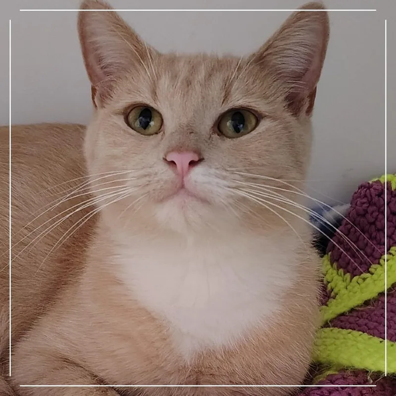 An adult medium-sized female Buff / Tan / Fawn Domestic Short Hair cat named Aelin for adoption in Dearborn, MI
