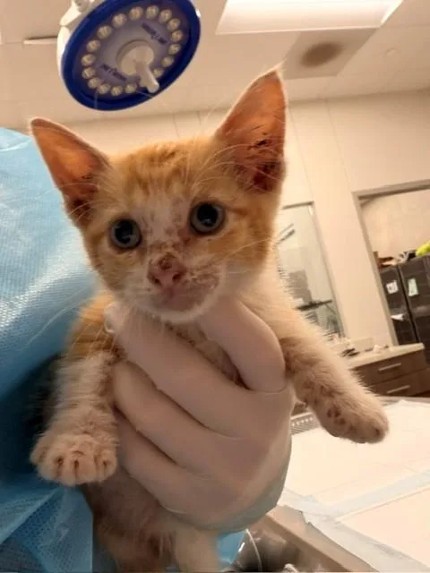 A baby small-sized male Domestic Short Hair cat named Loofah for adoption in Baytown, TX