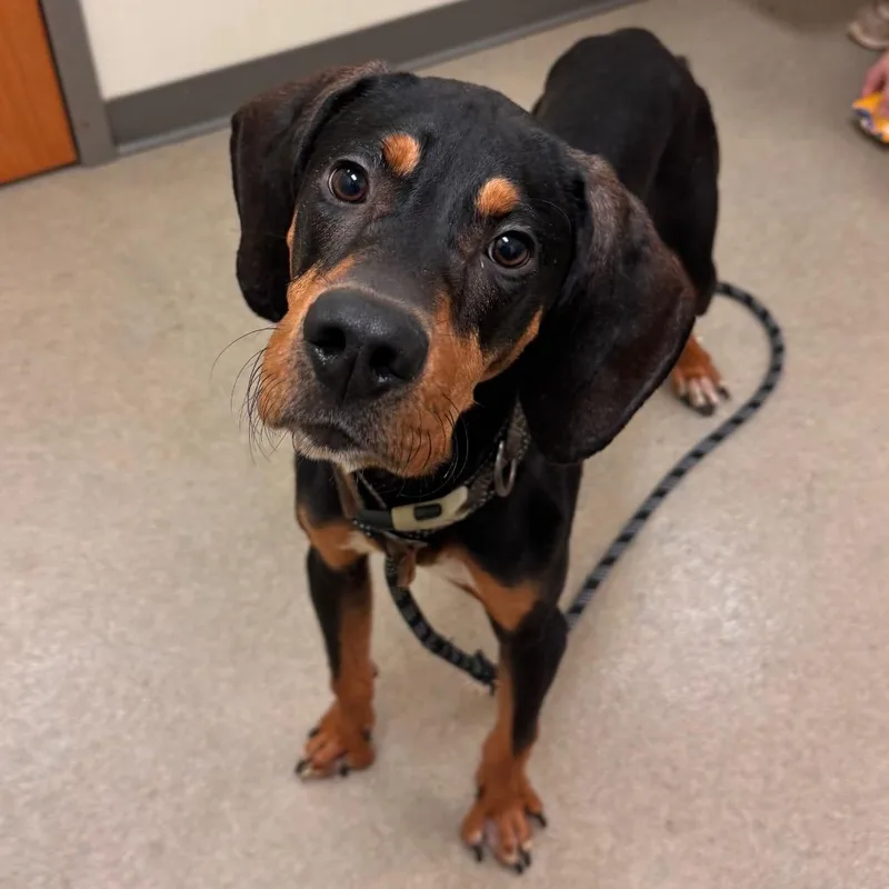 Brisket