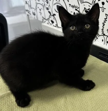 A young small-sized male Domestic Short Hair cat named B Bear for adoption in North Charleston, SC