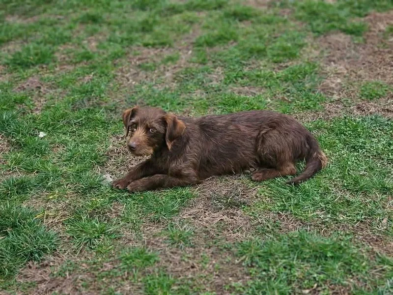A baby medium-sized male Brown / Chocolate Wheaten Terrier dog named Wednesday Surprise : Stu for adoption in Aurora, IN