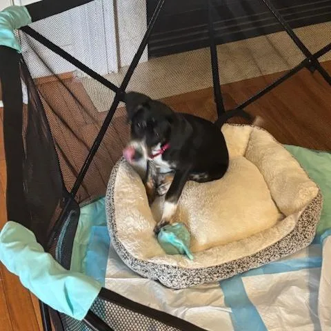 A baby small-sized female Black Border Collie dog named Daphne Sue for adoption in Falls Church, VA