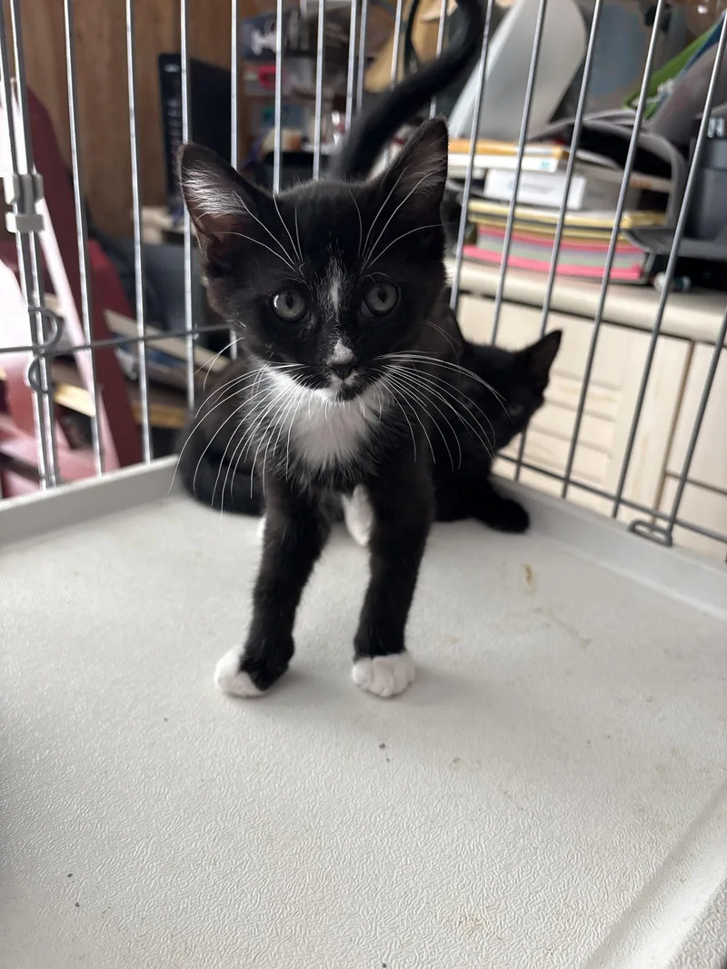 A young medium-sized male Black Domestic Medium Hair cat named Jason for adoption in White Bluff, TN