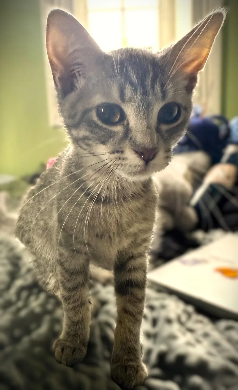 A baby small-sized female Tabby (Gray / Blue / Silver) Domestic Short Hair cat named Olivia for adoption in Mankato, MN