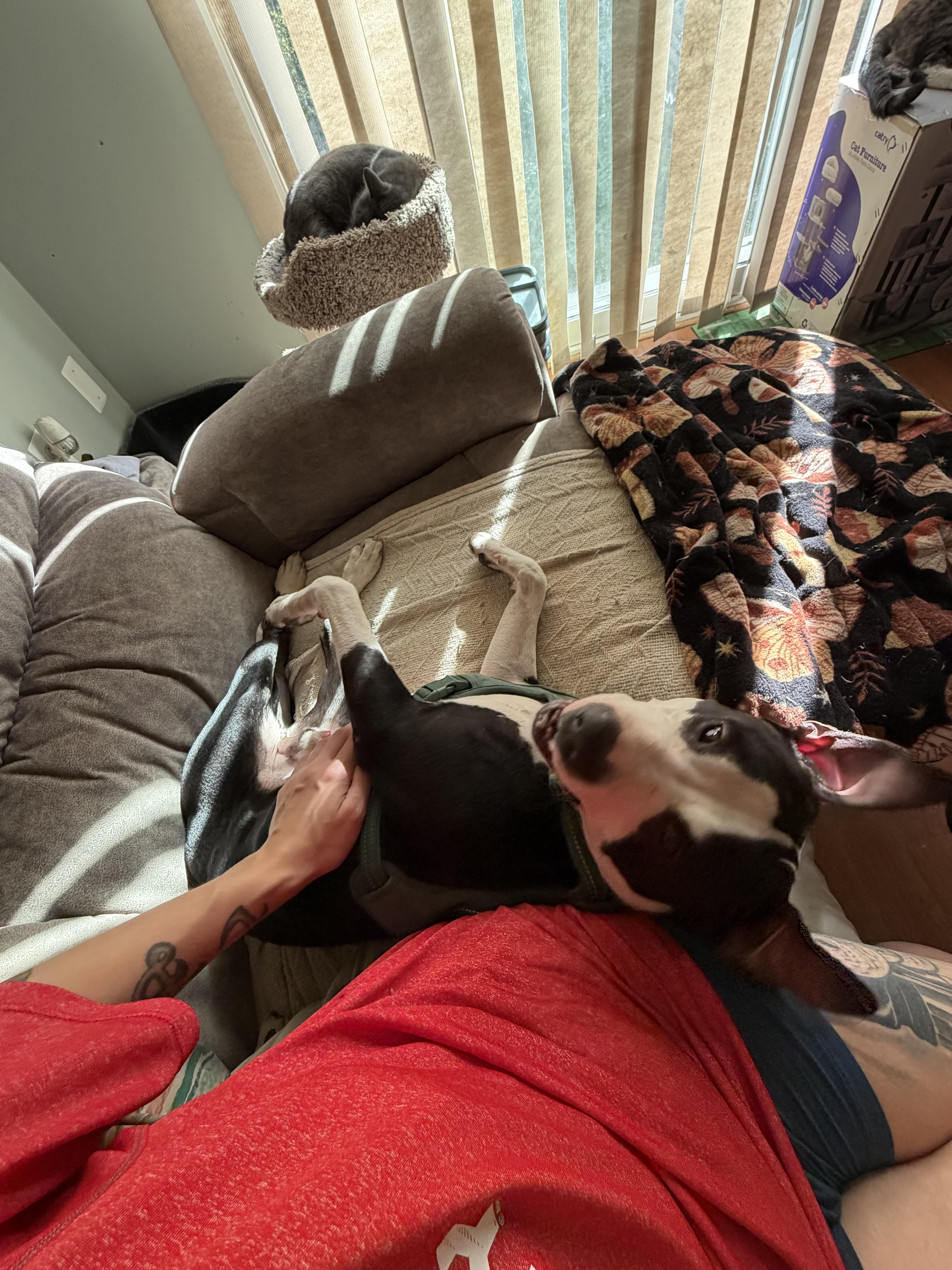 A young medium-sized male Black American Bully dog named Jet for adoption in Westminster, MD