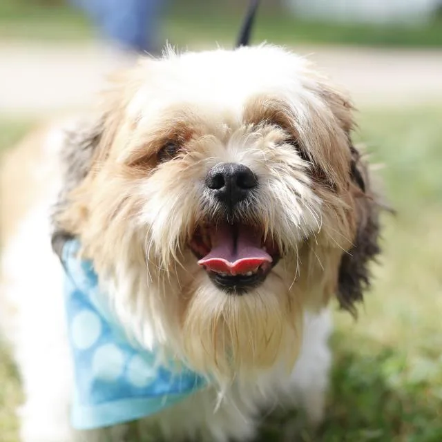 A young small-sized male Lhasa Apso dog named Monty for adoption in San Antonio, TX