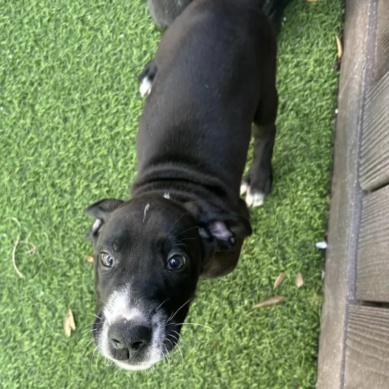 A baby small-sized male Black Great Dane dog named Darrow for adoption in LOXAHATCHEE, FL