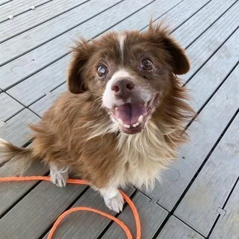A senior small-sized female Red / Chestnut / Orange Pomeranian dog named Keds for adoption in Ramona, CA