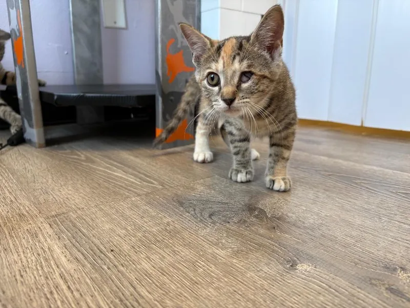 Electra