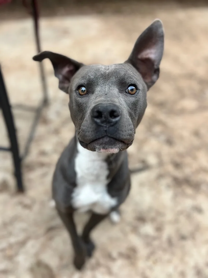 Clarence thumbnail 2