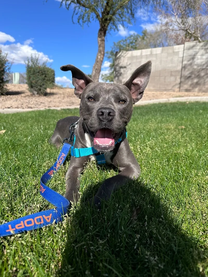 Clarence thumbnail 4