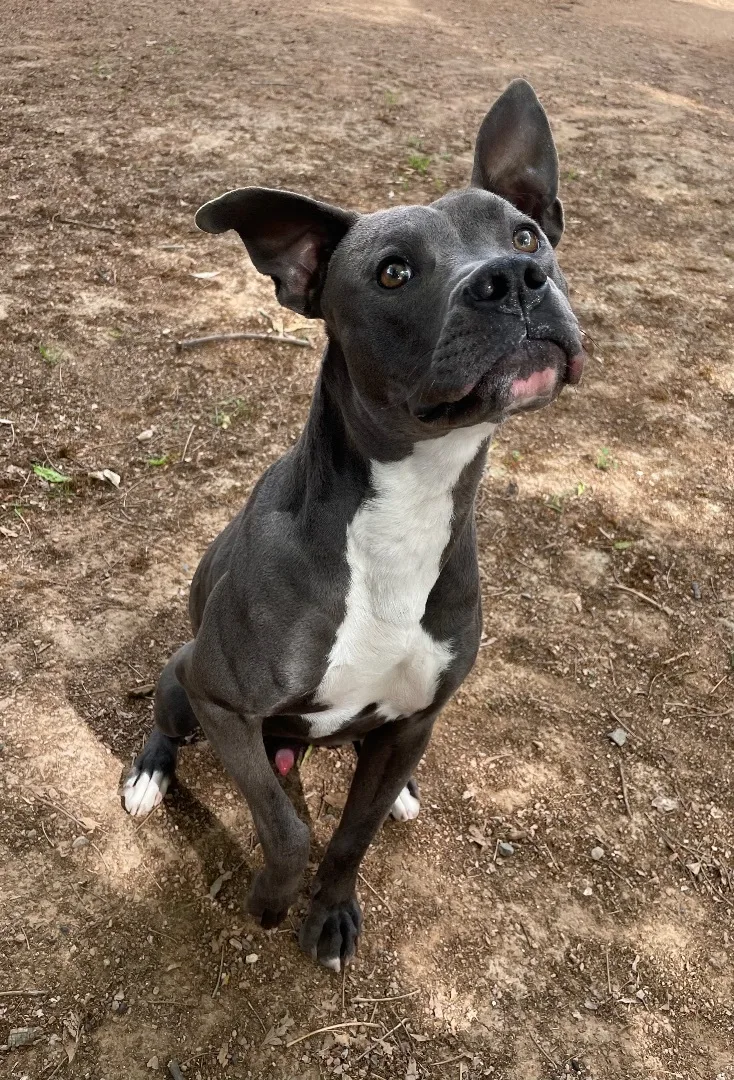 Clarence thumbnail 5