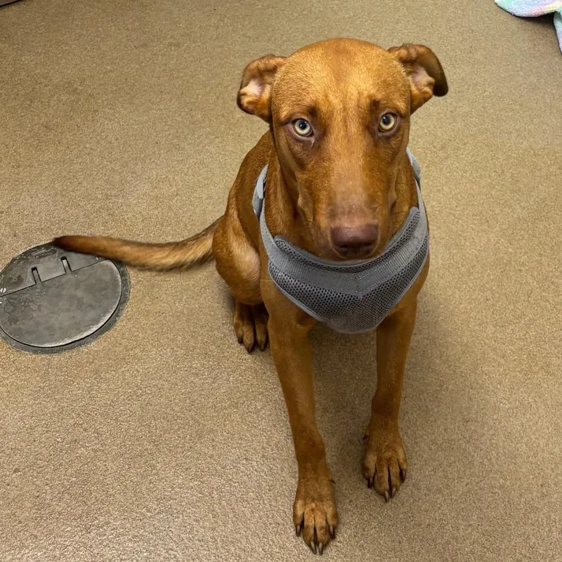 A young medium-sized female Vizsla dog named Goldie for adoption in Corpus Christi, TX