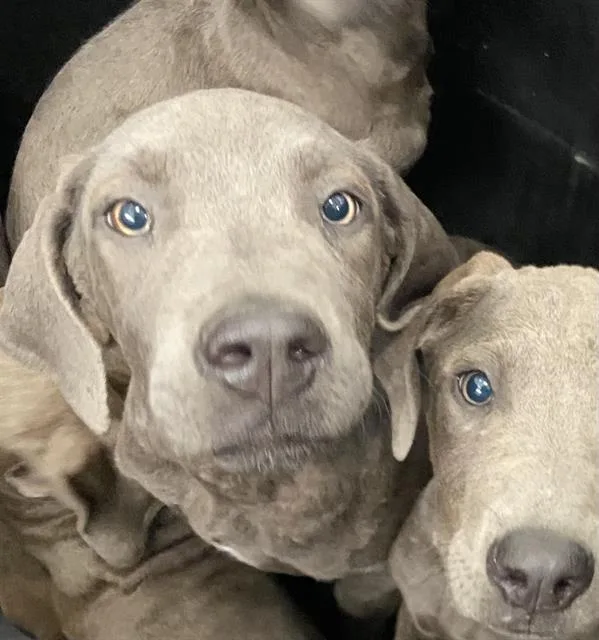A baby large-sized female Mixed Breed dog named Marine for adoption in Dallas, TX