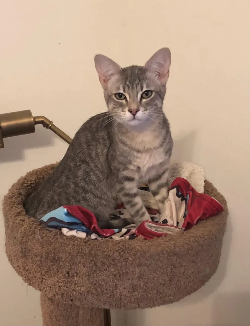 Fozzy & Wiggles thumbnail 5