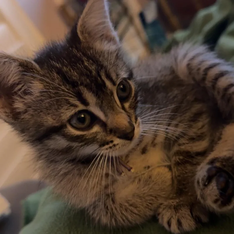 A baby small-sized female Brown / Chocolate Domestic Short Hair cat named Matcha for adoption in Austin, TX