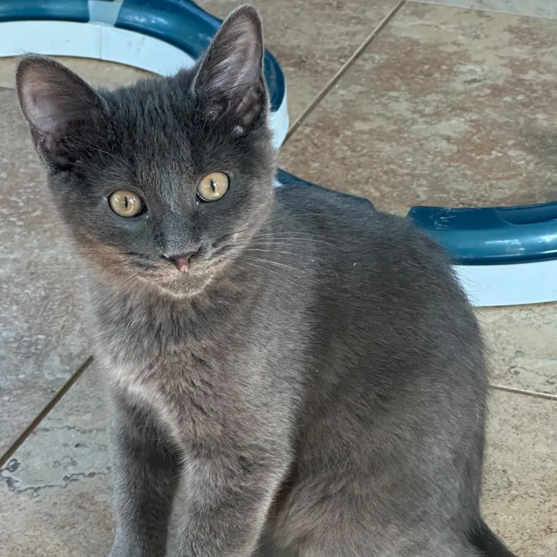 A baby small-sized male Gray / Blue / Silver Domestic Short Hair cat named Capricorn for adoption in Ashland, VA