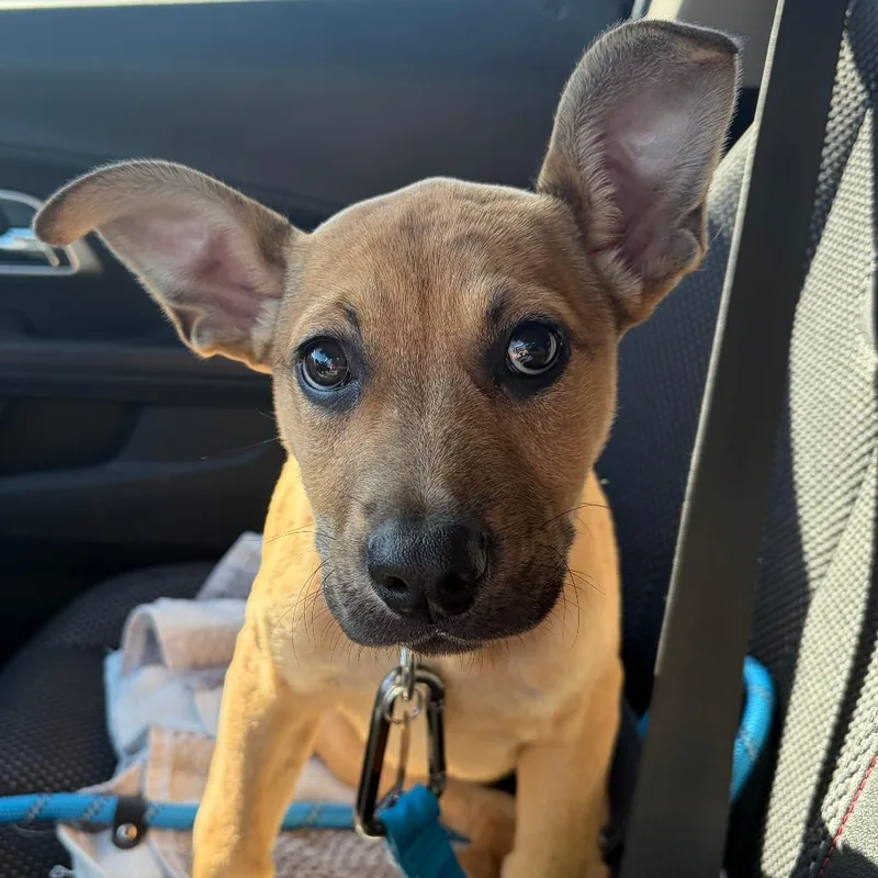 A baby small-sized male Yellow / Tan / Blond / Fawn Mixed Breed dog named Walter for adoption in Greensboro, GA