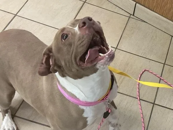An adult medium-sized female Pit Bull Terrier dog named Seven for adoption in Virginia Beach, VA