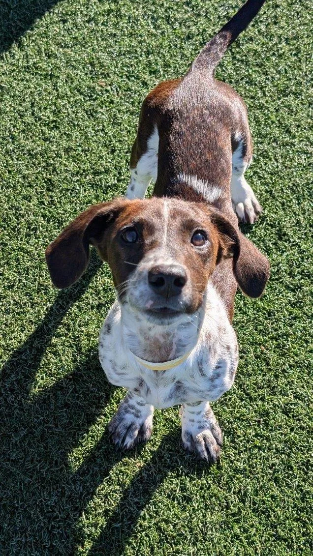 A baby small-sized female Dachshund dog named Bonnie for adoption in Benson, AZ