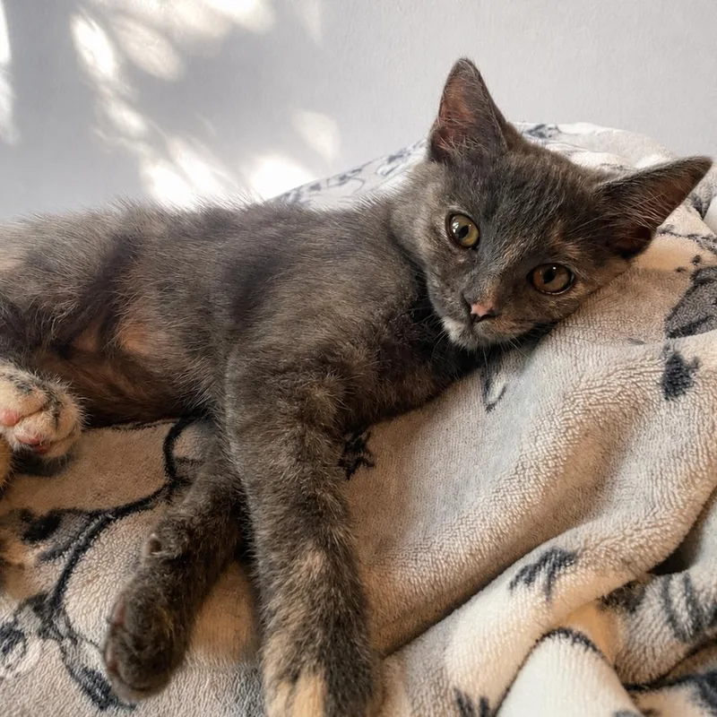 A young small-sized female Tortoiseshell Domestic Short Hair cat named Ashley for adoption in Los Angeles, CA