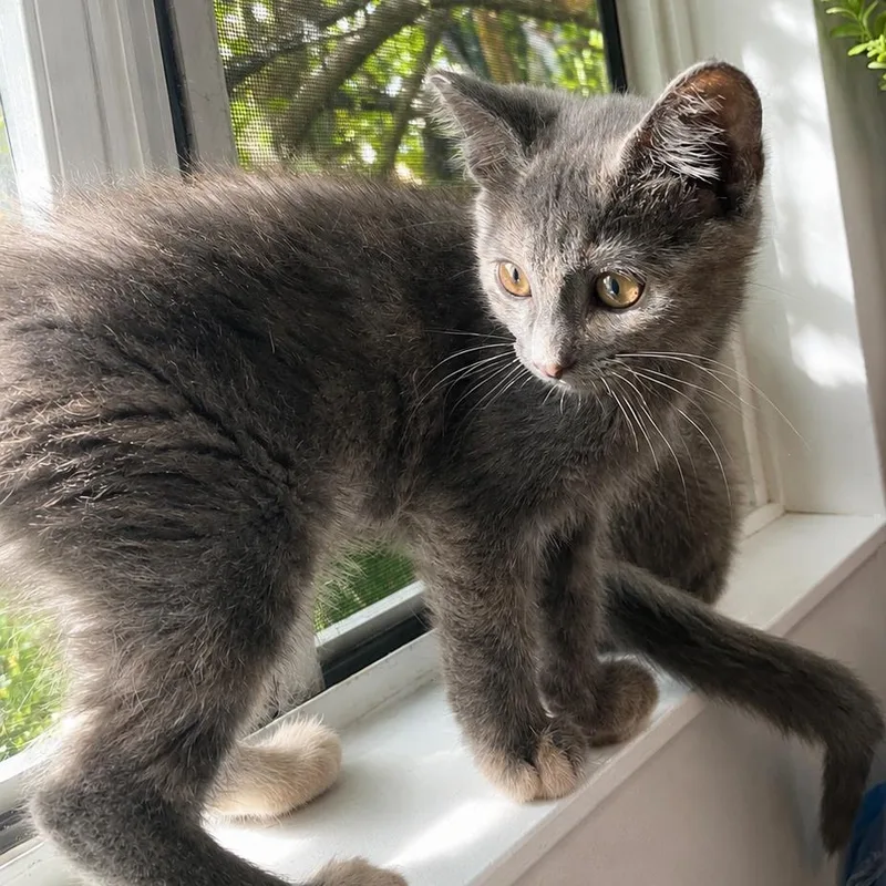 Ashley thumbnail 2