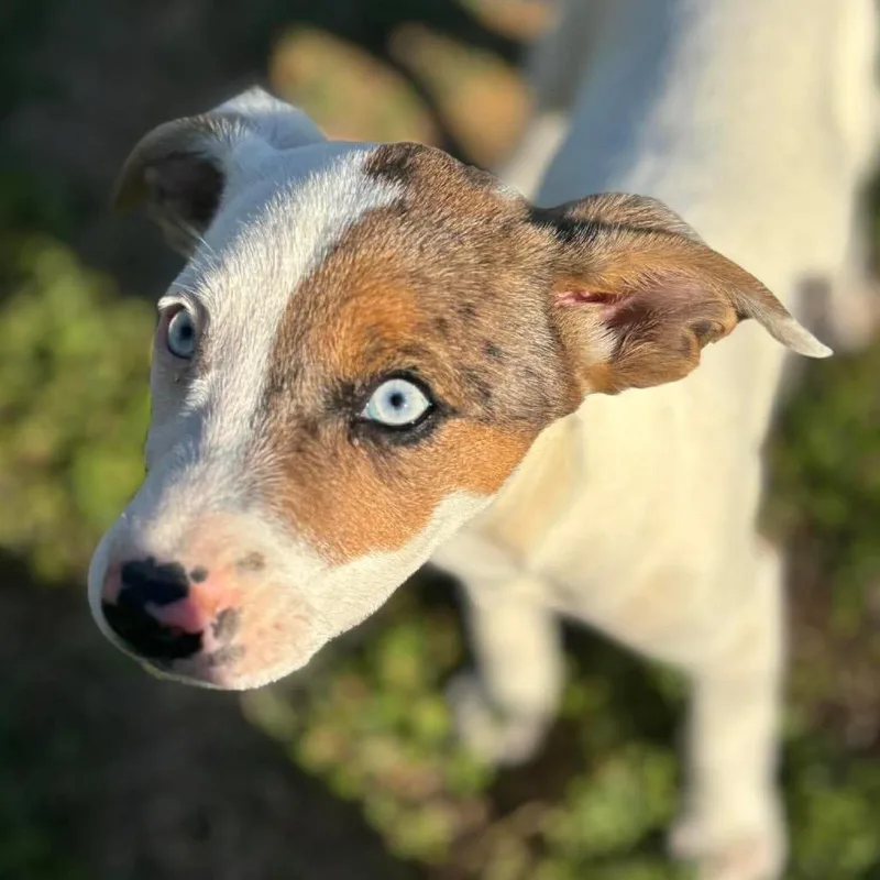 A young medium-sized female White / Cream Mixed Breed dog named Lexie Grey for adoption in Fredericksburg, VA